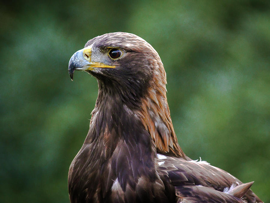 Golden Eagle Photograph by Deborah Ferrin - Fine Art America