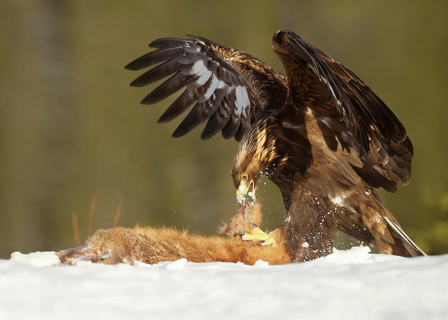 Golden Eagle Feeding On A Red Fox In Winter