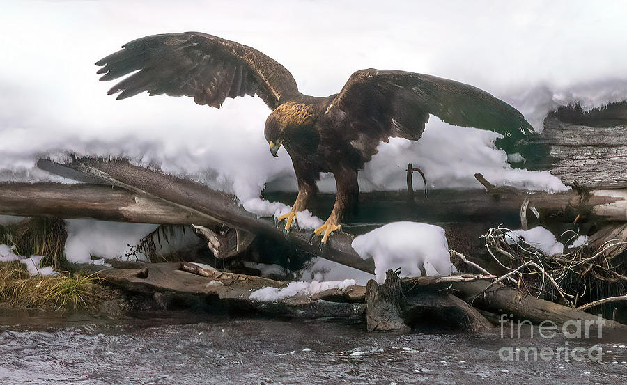 Golden Eagle Fishing Photograph by Priscilla Burgers