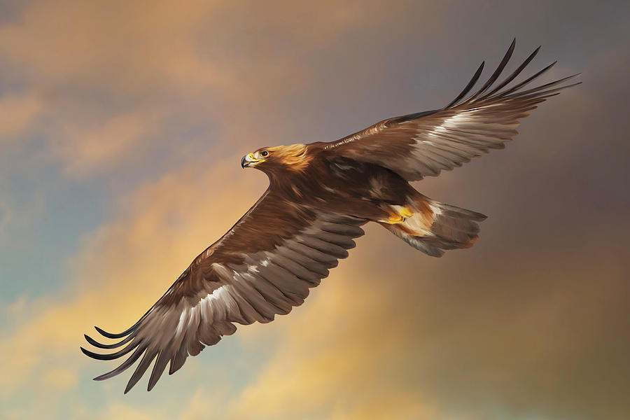 Golden Eagle Flying in Golden Light Digital Art by Mark Miller