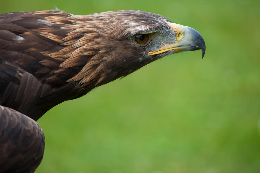 Golden Eagle Photograph by Heike Rompf