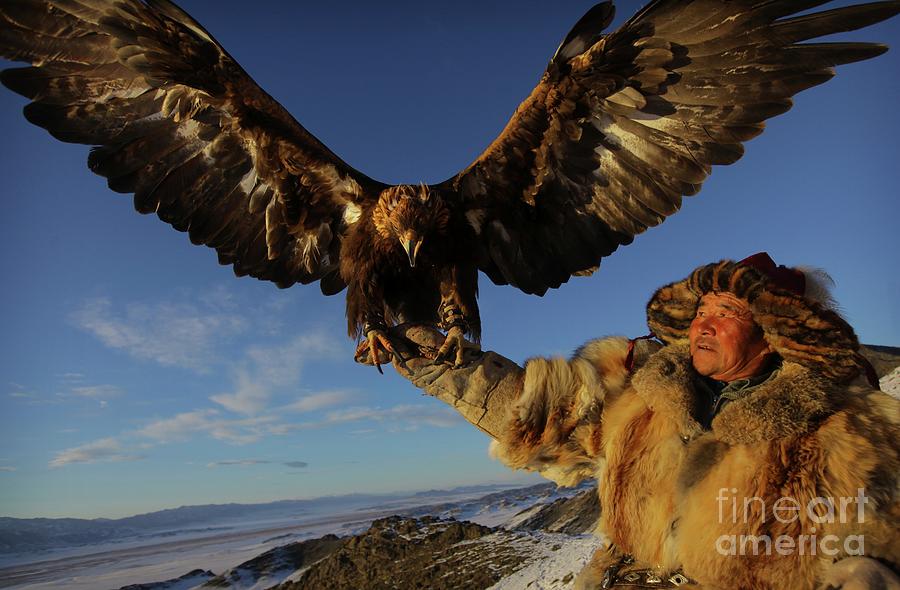 Golden Eagle Hunter & Majestic Eagle Photograph by Timothy Allen