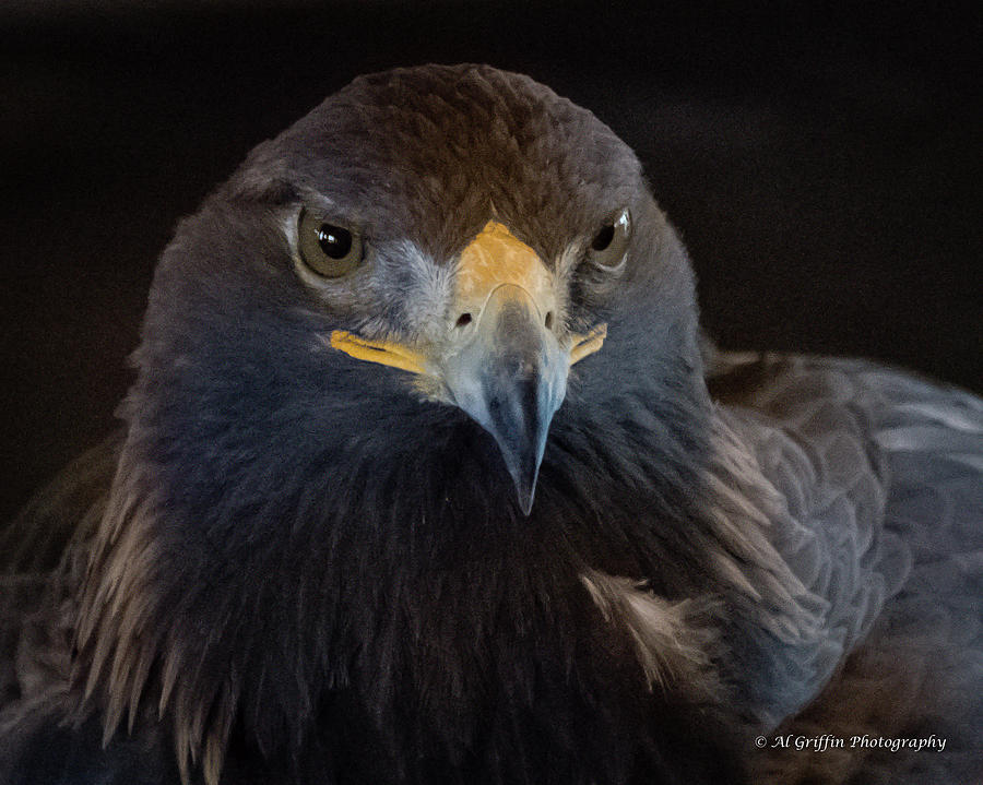 Golden Eagle I Photograph by Al Griffin