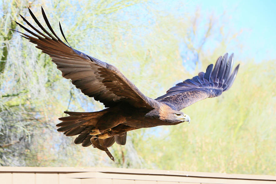 Golden Eagle In Flight