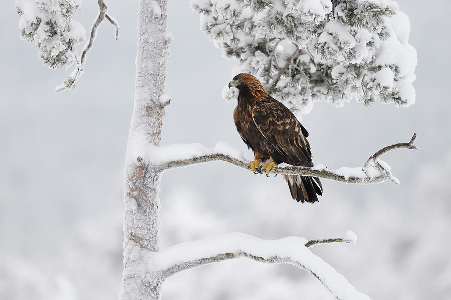 Finland in Winter: Golden Eagles and Landscapes Wildlife