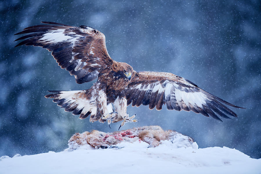Eagle Photograph - Golden Eagle In The Harsh Winter by Massimo Vignoli