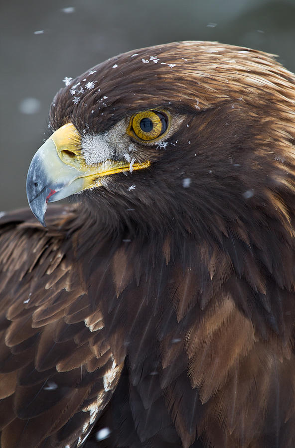 Eagle Photograph - Golden Eagle In The Snow by Fabs Forns