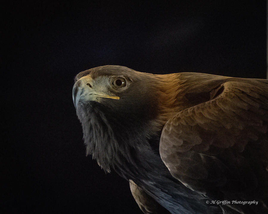 Golden Eagle IV Photograph by Al Griffin