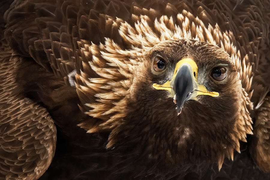 Golden Eagle Photograph by Johan Lennartsson