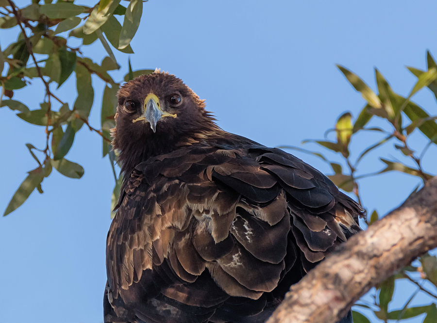 Golden Eagle Looking at You Photograph by Loree Johnson
