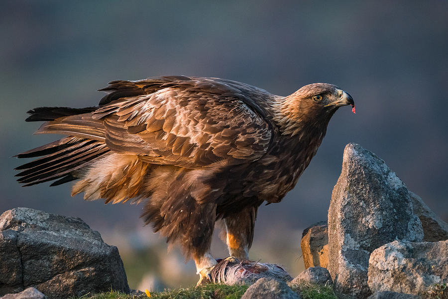 Golden Eagle Photograph by Nikolay Tashkov Stefanov
