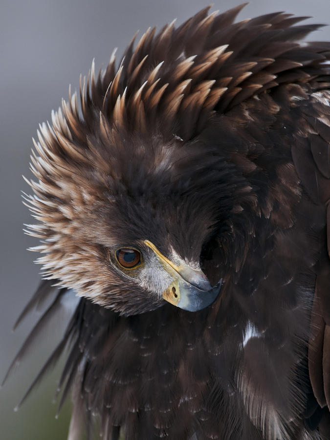 Golden Eagle Photograph by Olof Petterson