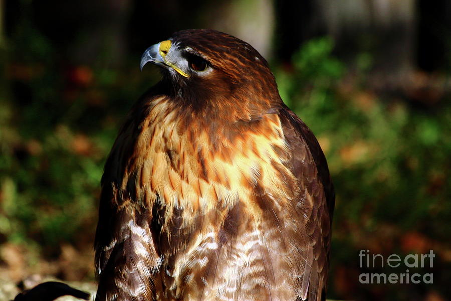 Golden Eagle Portrait Photograph by Christiane Schulze Art And Photography