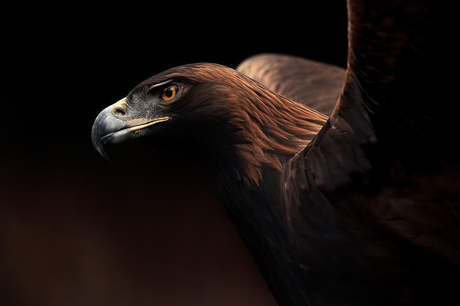 Eagle Photograph - Golden Eagle Portrait by Eiji Itoyama
