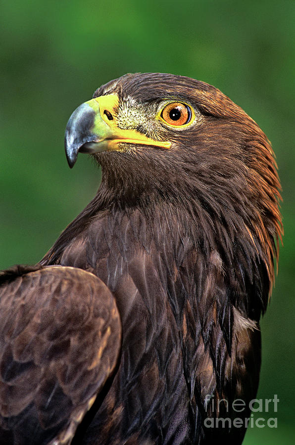 Golden Eagle Portrait Threatened Species Wildlife Rescue Photograph by Dave Welling