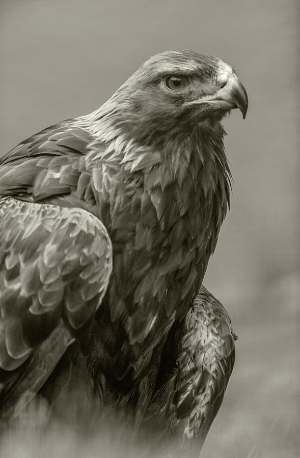 Golden Eagle Portrait Photograph by Tim Fitzharris