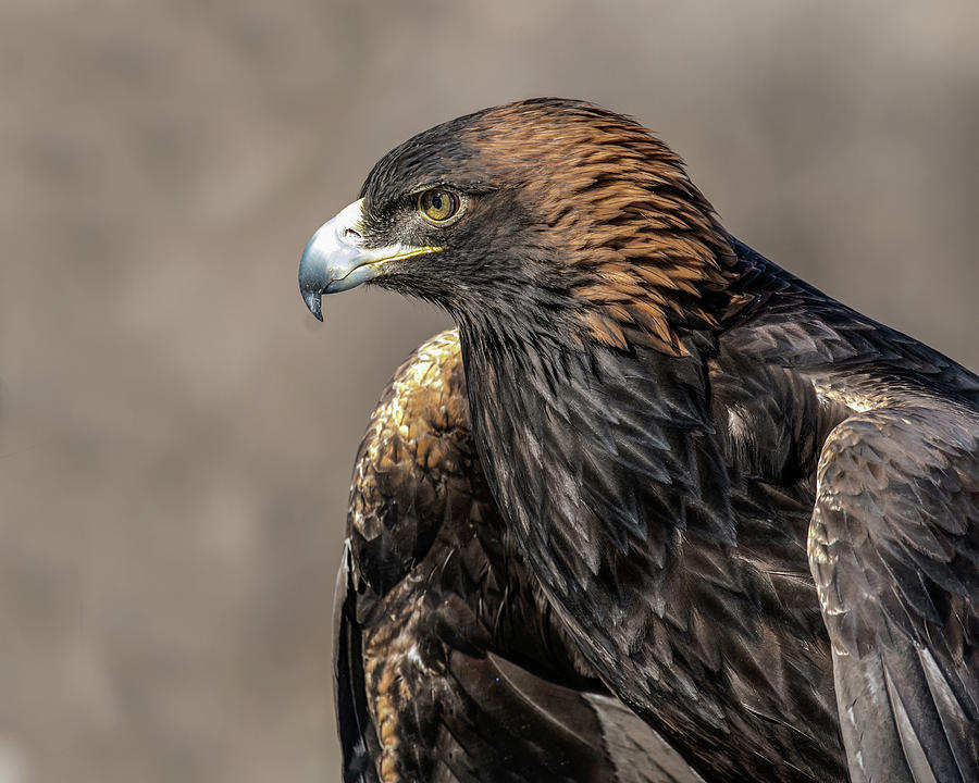 Golden Eagle Profile Photograph by Dawn Key