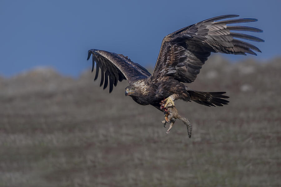 Golden Eagle Photograph by Robert Ge