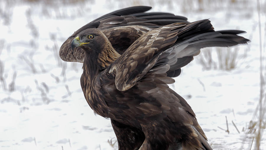 Golden Eagle Photograph by Ronnie And Frances Howard