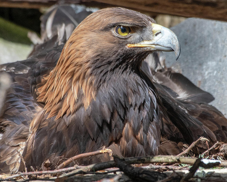 Golden Eagle Photograph by Timothy Anable - Fine Art America