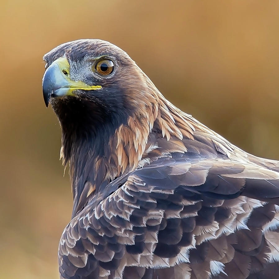 Golden Eagle Photograph by Tommy Lindbohm | Fine Art America