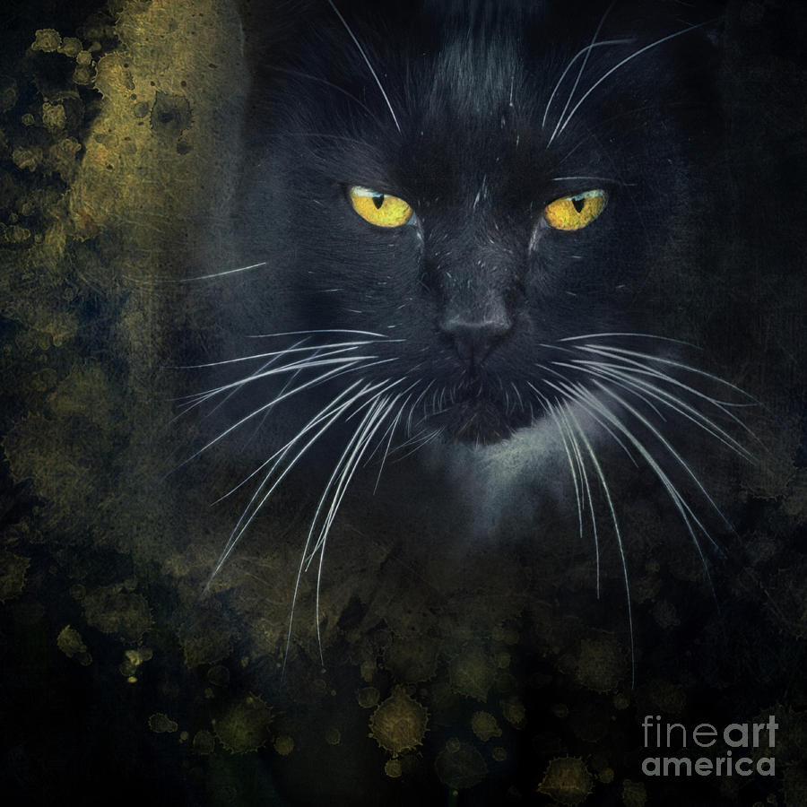 Cat Photograph - Golden Eyes Cat by Priska Wettstein