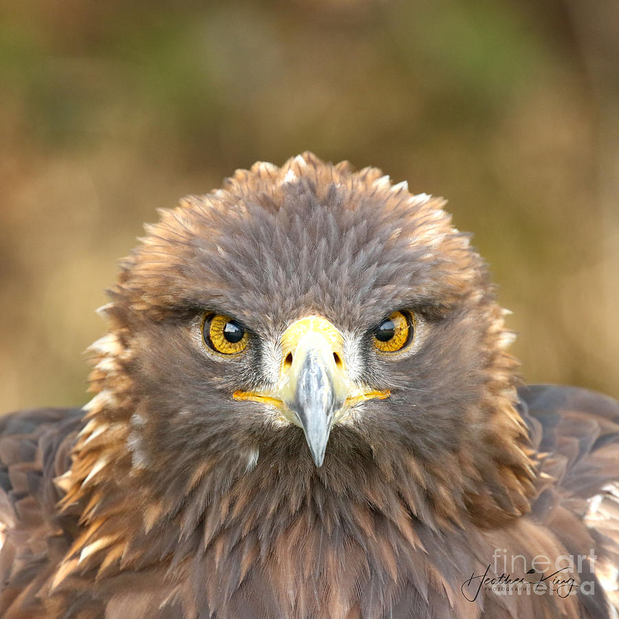 Golden Eyes Photograph by Heather King