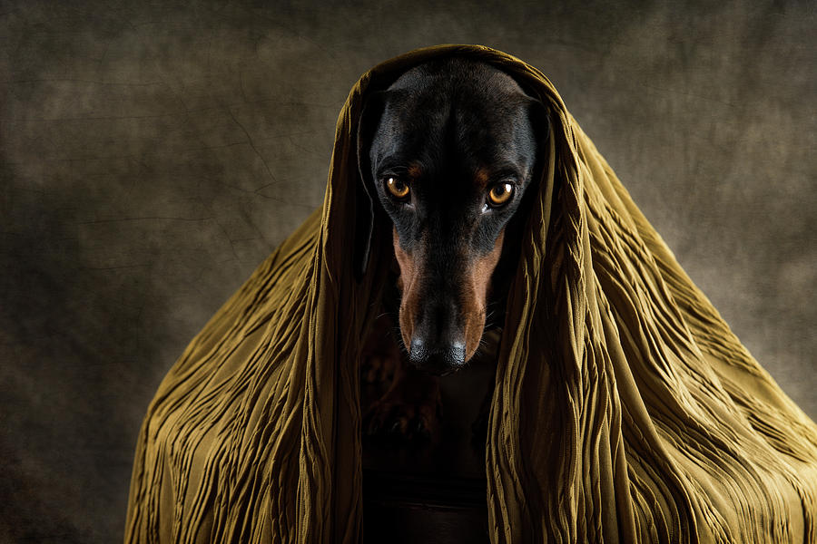 Dog Photograph - Golden Eyes by Heike Willers