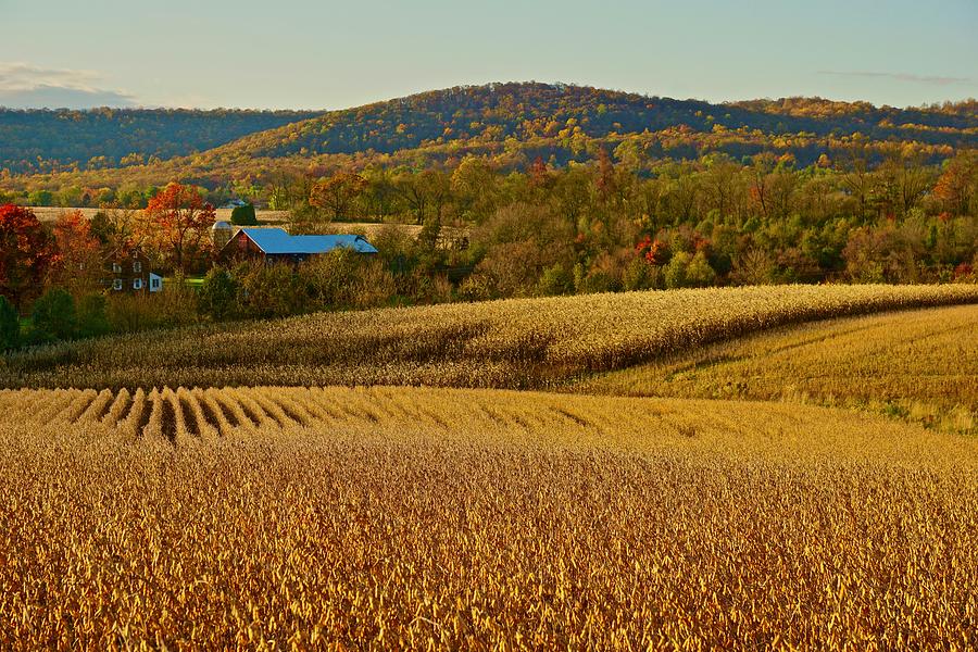 Golden Fall Corn Fields Homestead Photograph by Blair Seitz