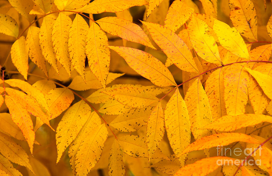 Golden Fall Foliage Photograph by Lisa Manifold