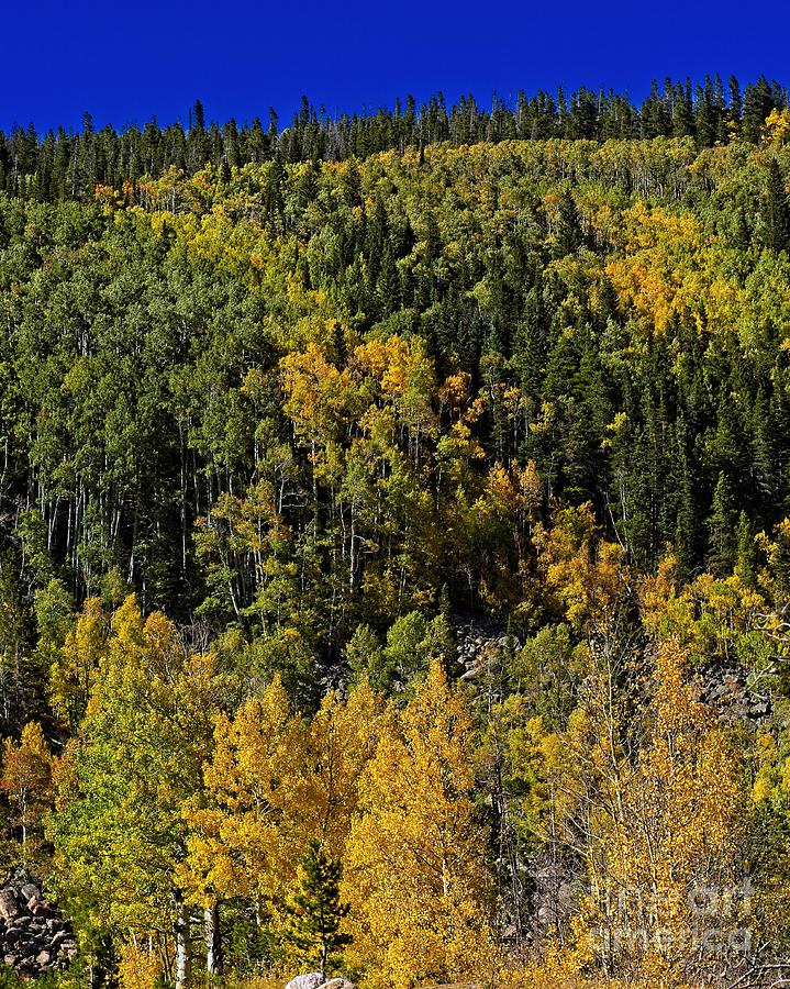 Colorado Rockies Photograph - Golden Fall in Rocky Mountain National Park by Jon Burch Photography