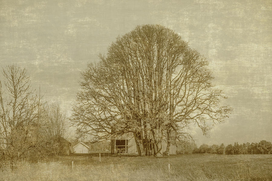 Farm Photograph - Golden Farm by Alina Avanesian Farm Photograph - Golden Farm by Alina Avanesian