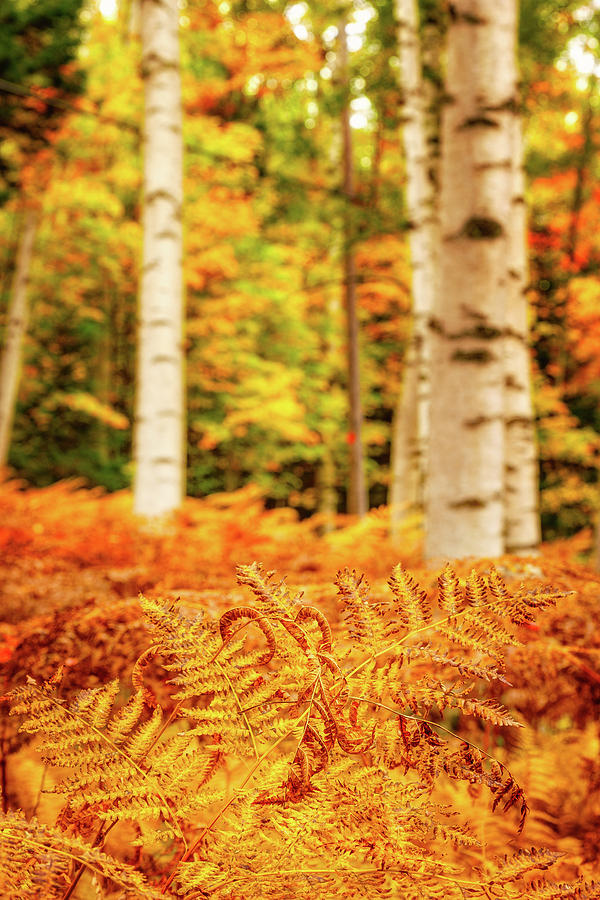 Golden Ferns In The Birch Glade Photograph by Jeff Sinon