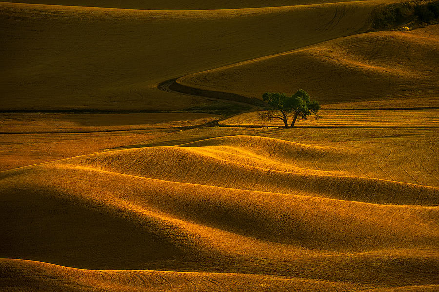 Golden Field Lonely Tree Photograph by Lydia Jacobs