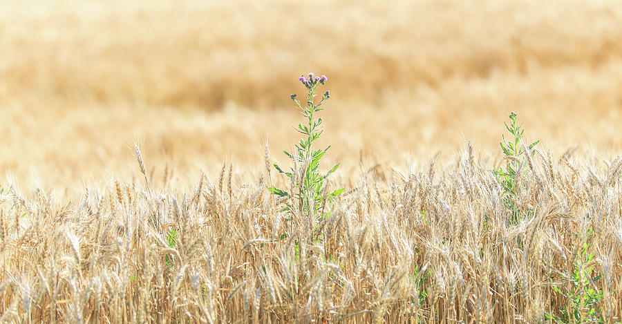 Golden Field Surprise by Dan Sproul Golden Field Surprise by Dan Sproul