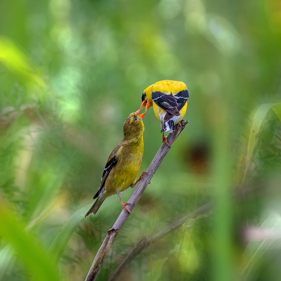 Bird Photograph - Golden Finch by Jian Xu
