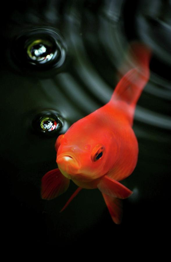 Goldfish Photograph - Golden Fish In Water by Jodytroodphotography