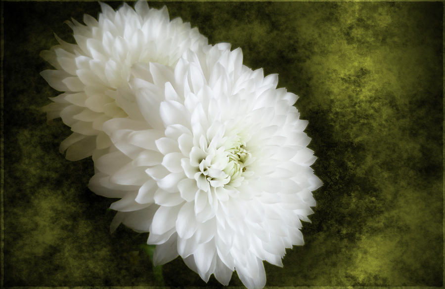 Golden Fleurs by Cyndy Doty Golden Fleurs by Cyndy Doty