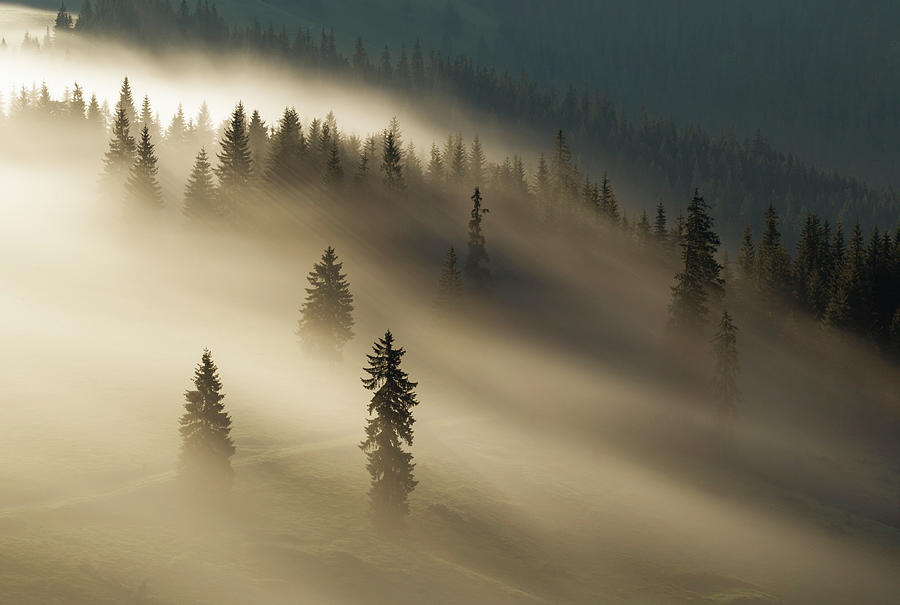 Golden Fog Photograph by Lazar Ioan Ovidiu