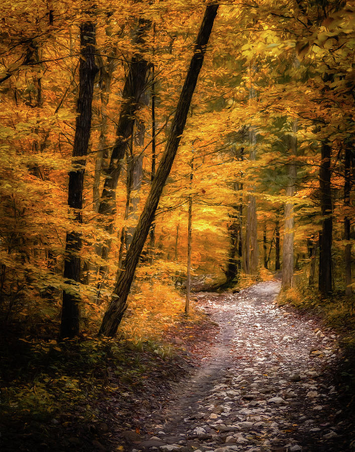 Golden Forest Photograph by James Barber