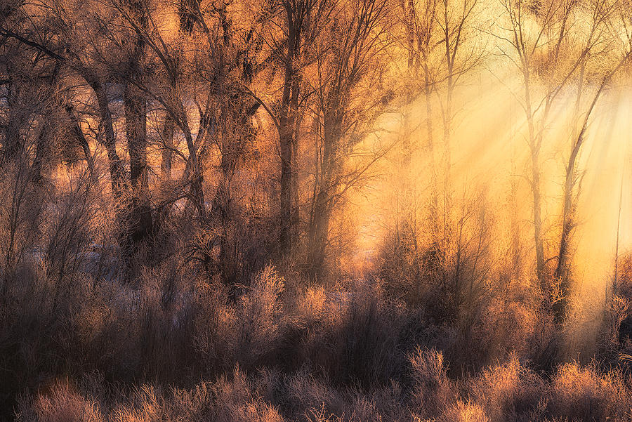 Golden Forest Photograph by Mei Xu