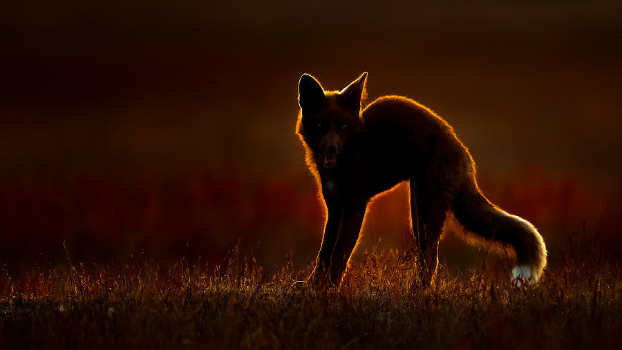 Golden Fox Photograph by Phillip Chang
