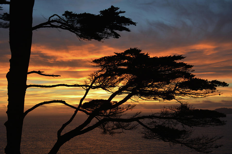 Golden Gate Monterey Cypress Sunset Photograph by Kyle Hanson