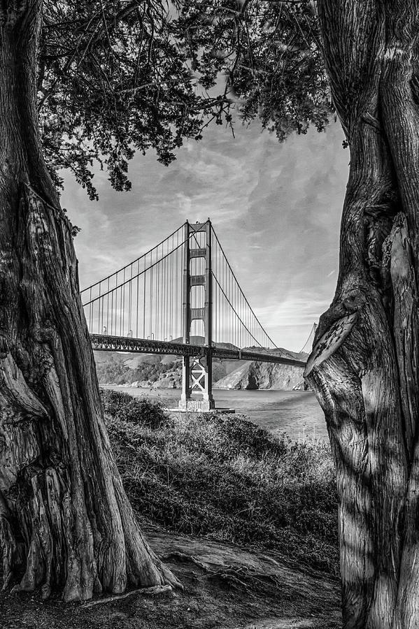 Golden Gate Thru The Trees Photograph by Mike Burgquist - Fine Art America