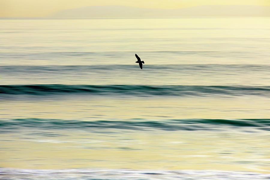 Golden Glide Photograph by Sean Davey