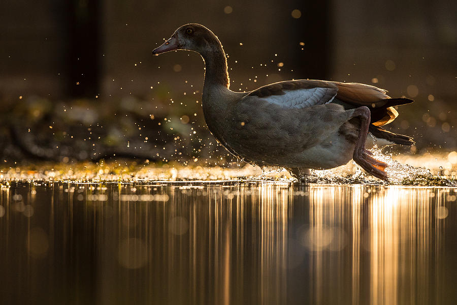 Wildlife Photograph - Golden Goose by Stuart Harling
