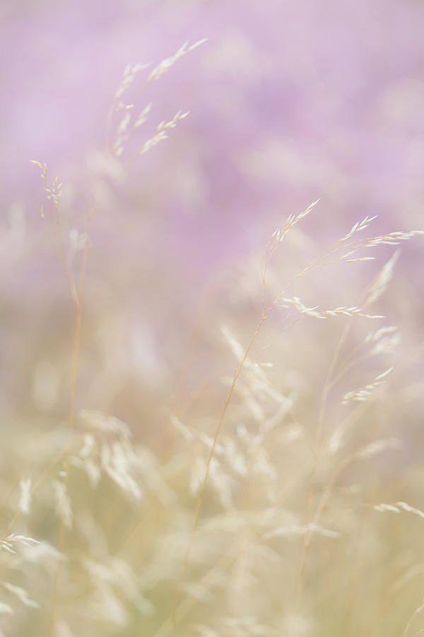 Golden grasses and purple heather swaying in the breeze Photograph by Anita Nicholson