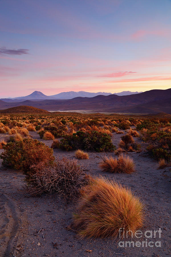 Golden Grasslands at Sunset Isluga National Park Chile Photograph by James Brunker