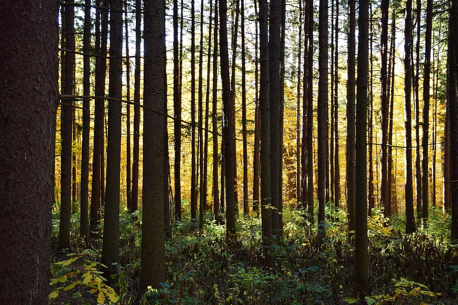 Golden Grove Photograph by Maren Robinson - Fine Art America