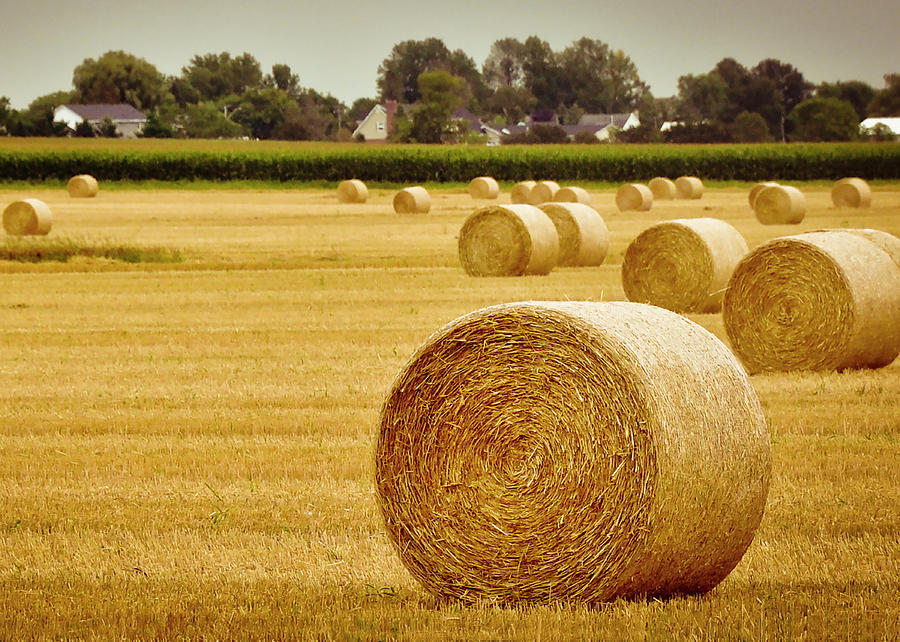 Nature Photograph - Golden Hay Bales by Image By Sherry Galey